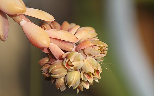 多肉植物の花