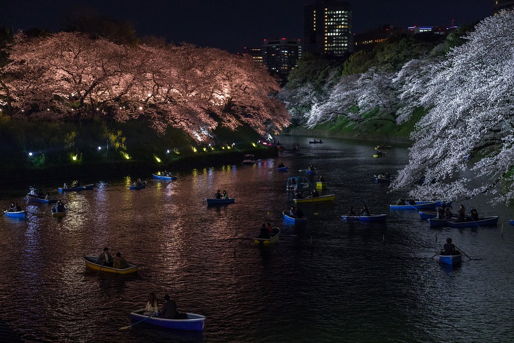会社帰りの夜桜