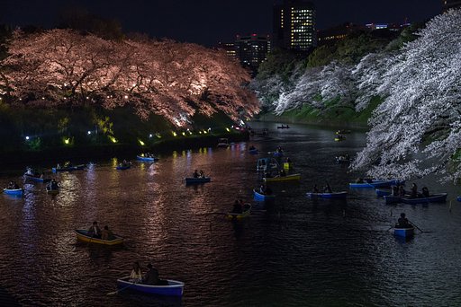 会社帰りの夜桜