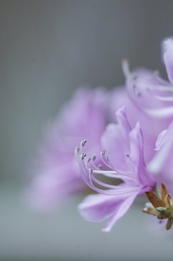 ミノルタα100㎜F2.8マクロ 