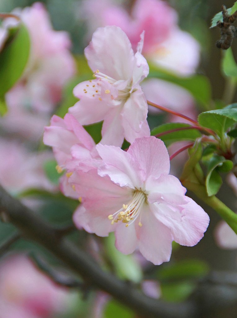 花海棠