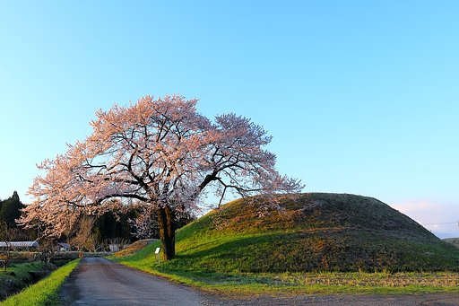 2019 さくら