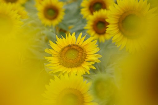 8月8日の写真