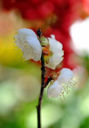 花