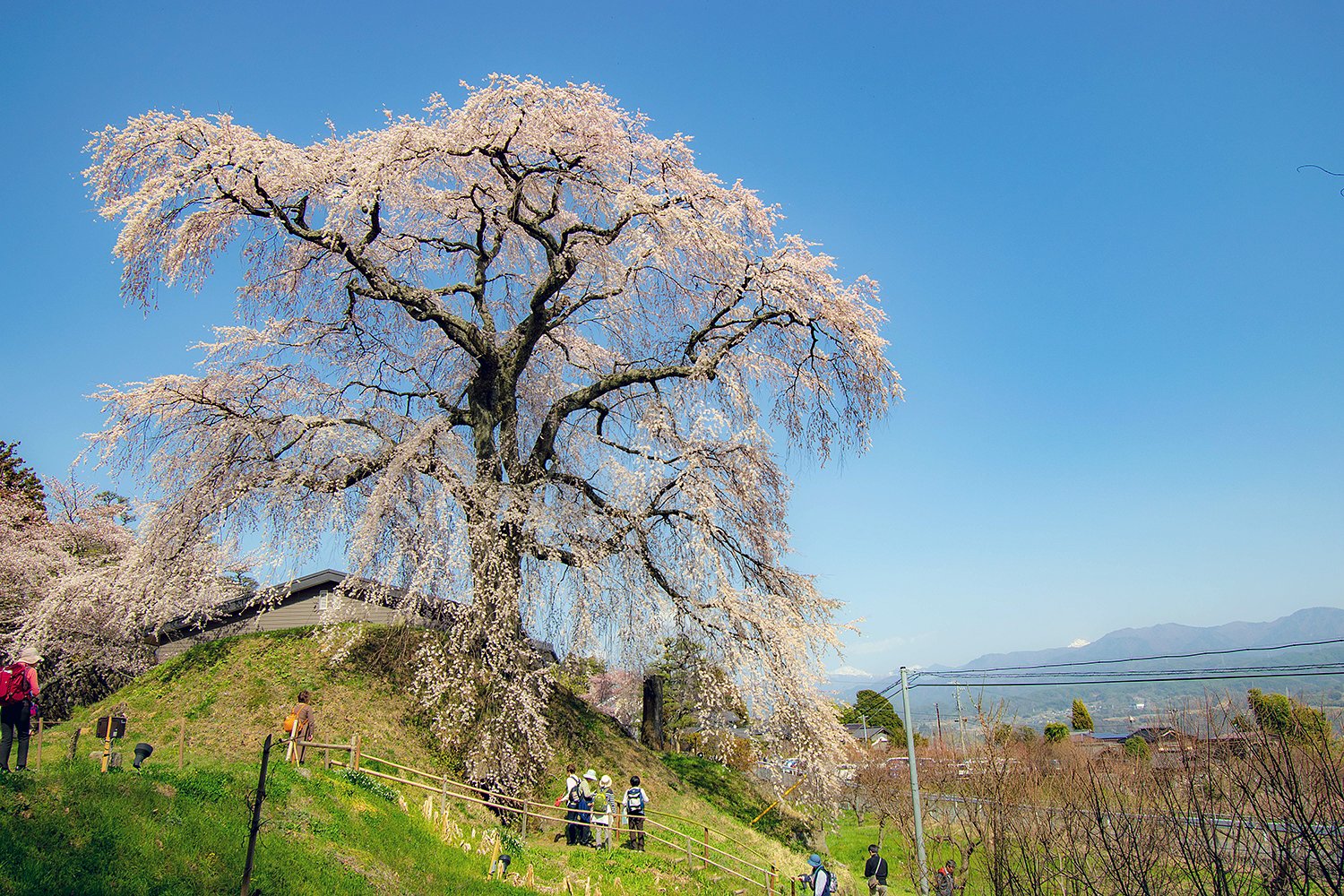 麻績の里　石塚桜