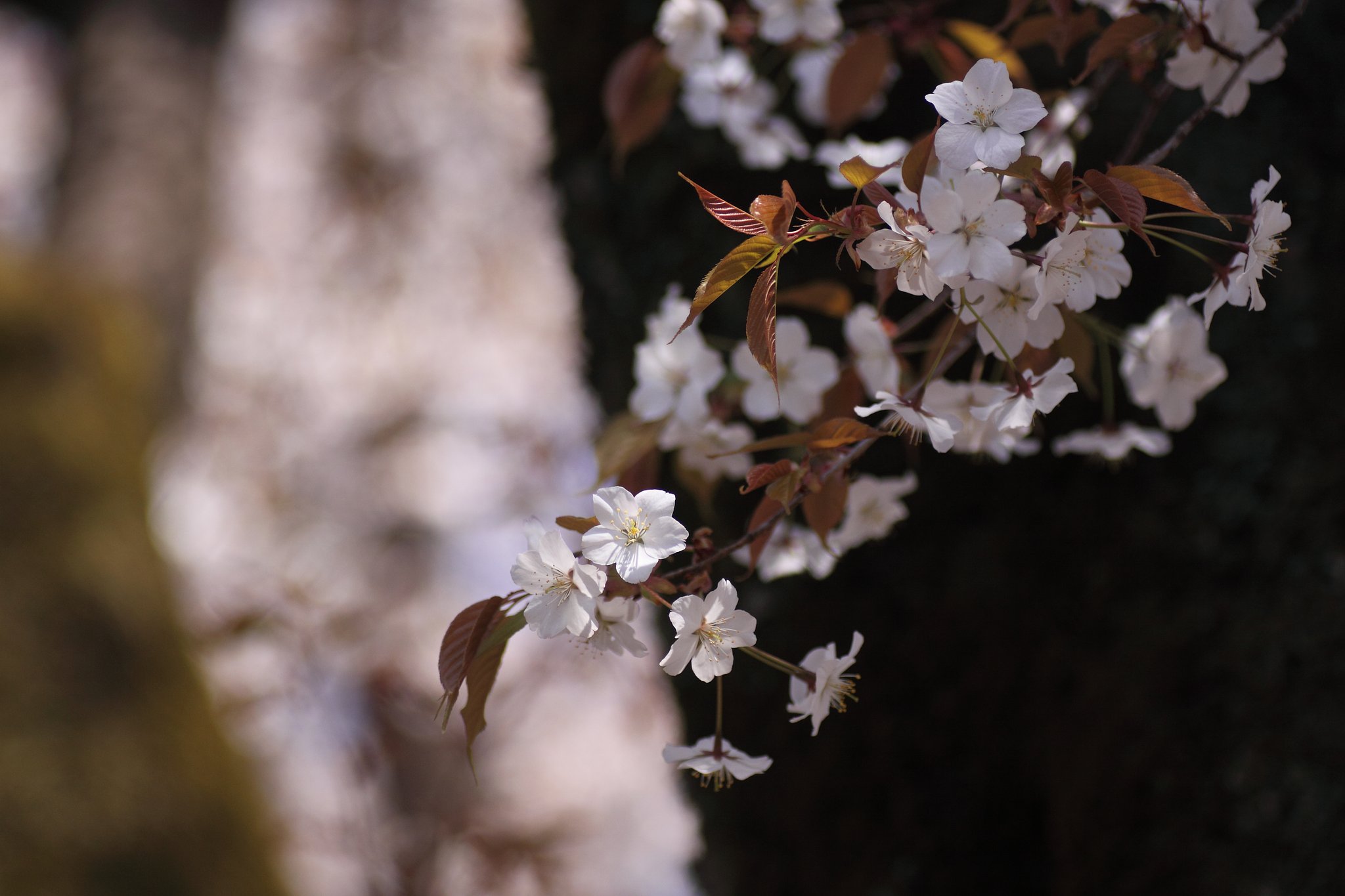 山桜