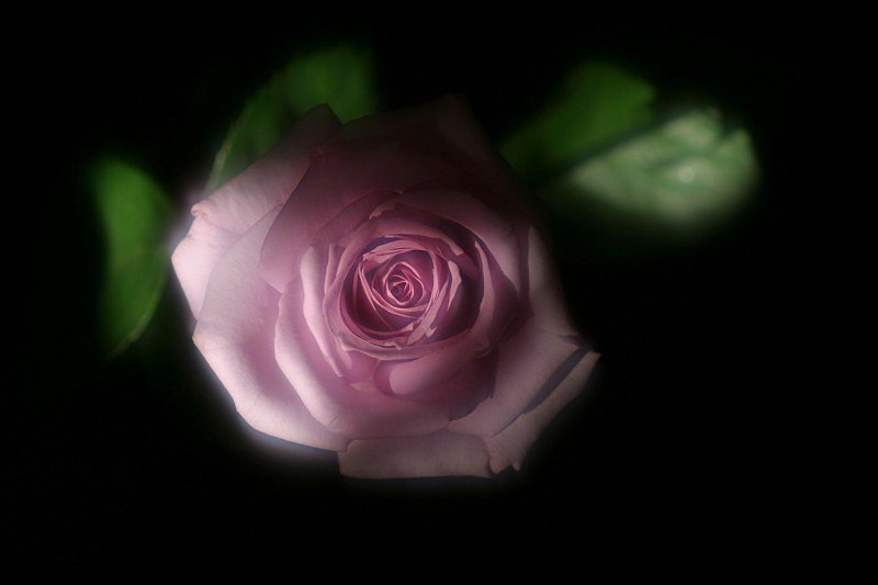 今朝は薔薇を。