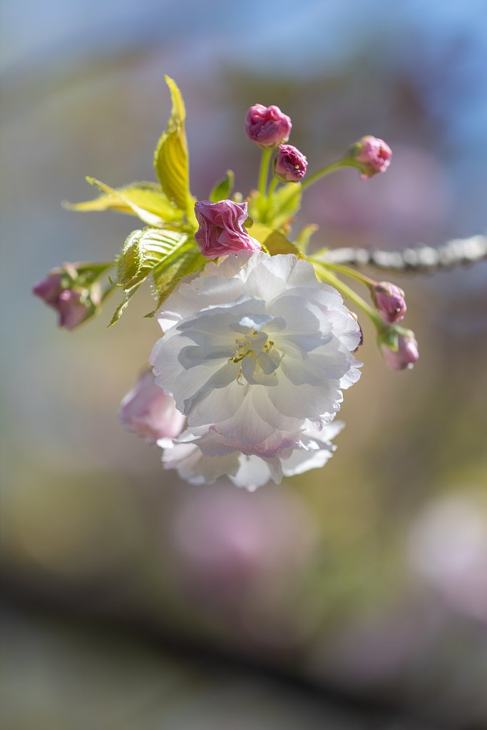 EF180mm f/3.5L Macro USM