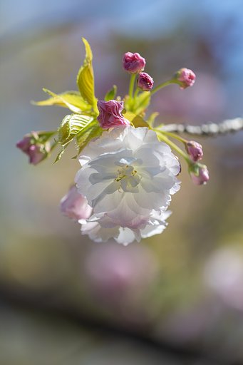 EF180mm f/3.5L Macro USM