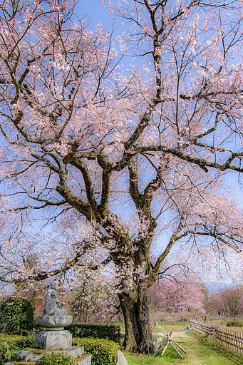 【花のある風景】松源寺桜