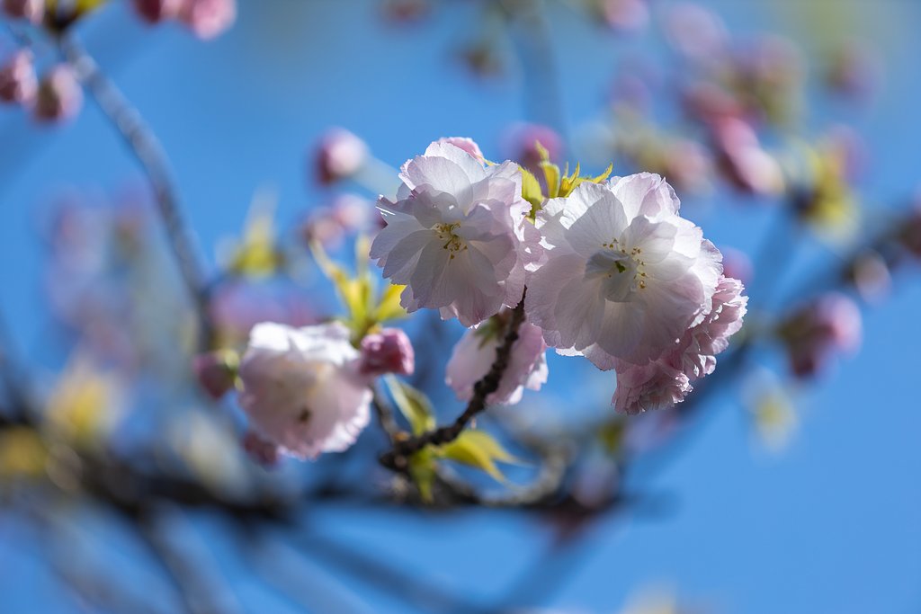 EF180mm f/3.5L Macro USM