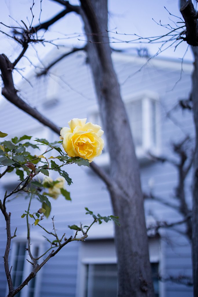 RF35mm F1.8 MACRO IS STM