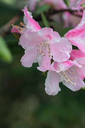 石楠花