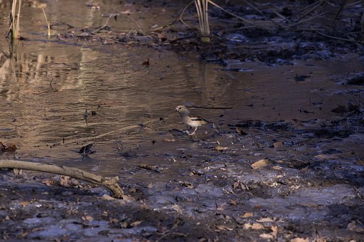 氷の上のシメ