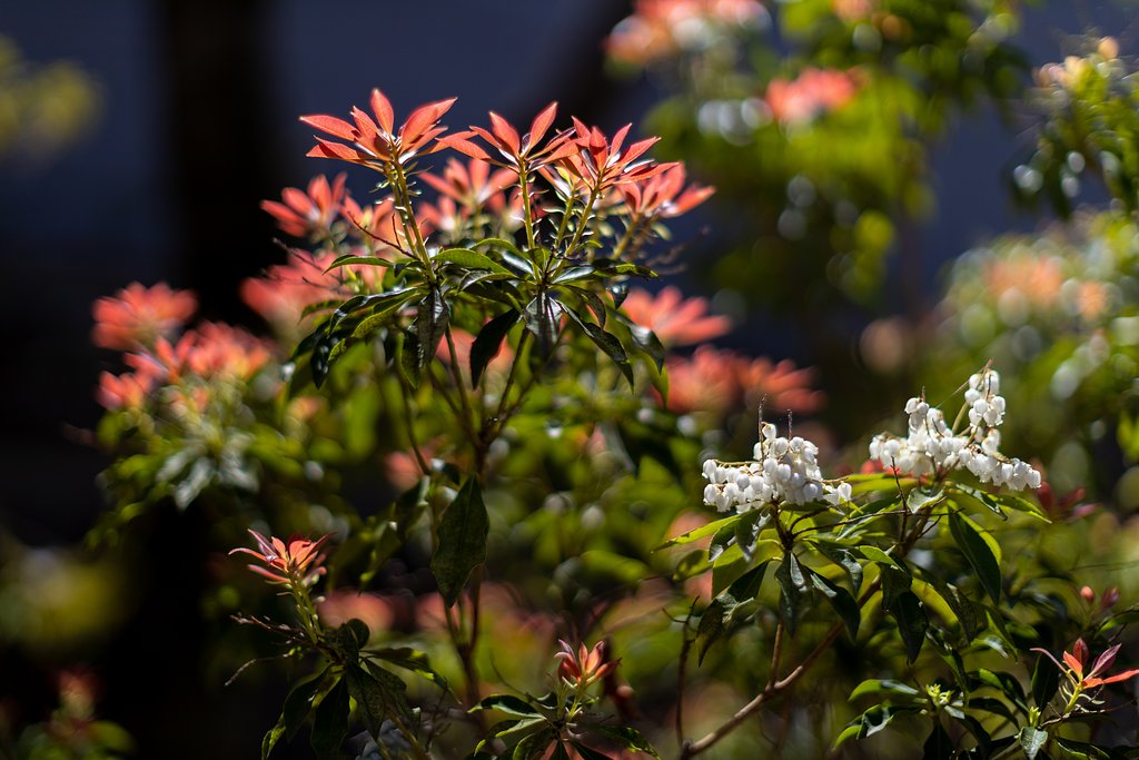 EF50mm f/1.2L USM