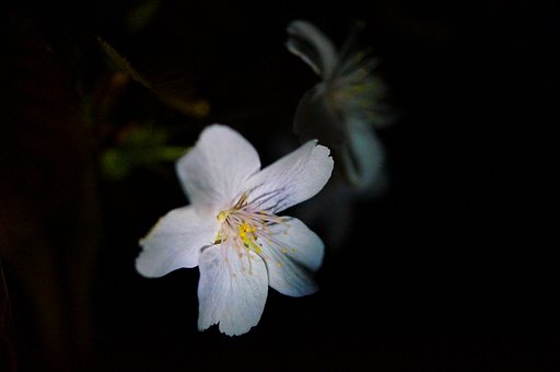 晩春