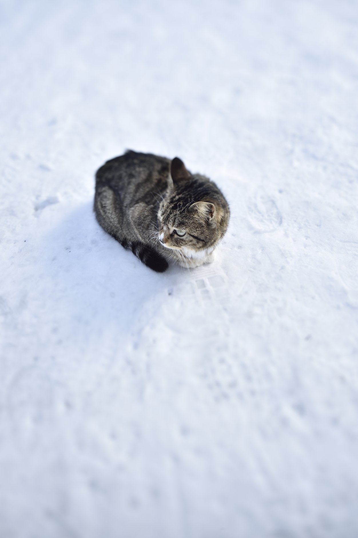 ねこ