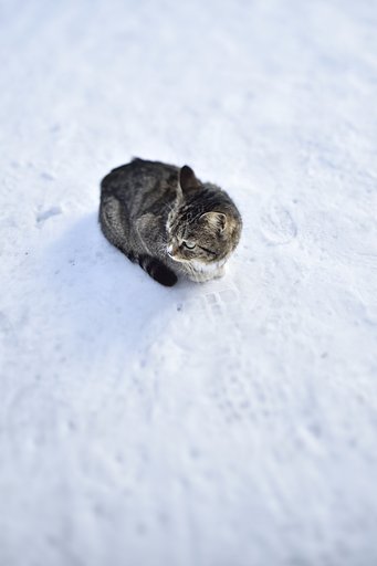 ねこ