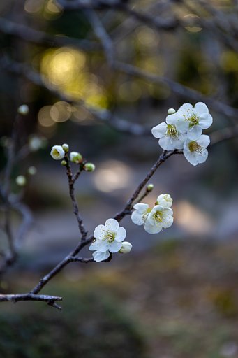 EF24-70mm f/4L IS USM