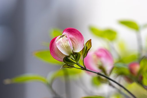 EF180mm f/3.5L Macro USM