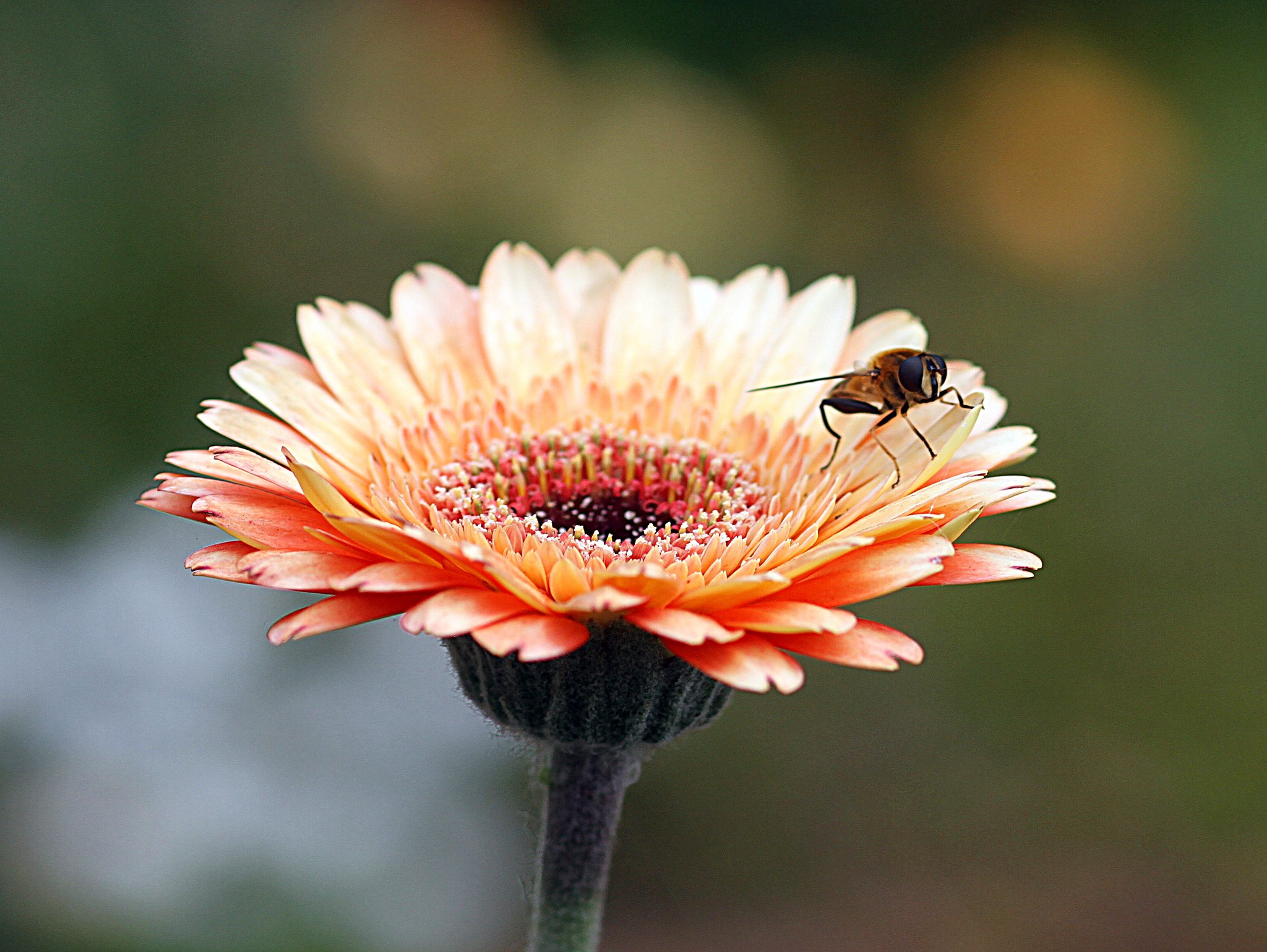 庭の花に虫が
