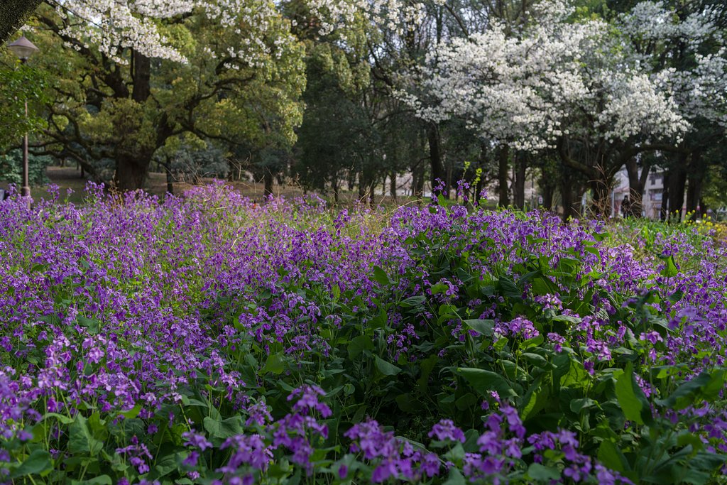 ムラサキハナナと桜