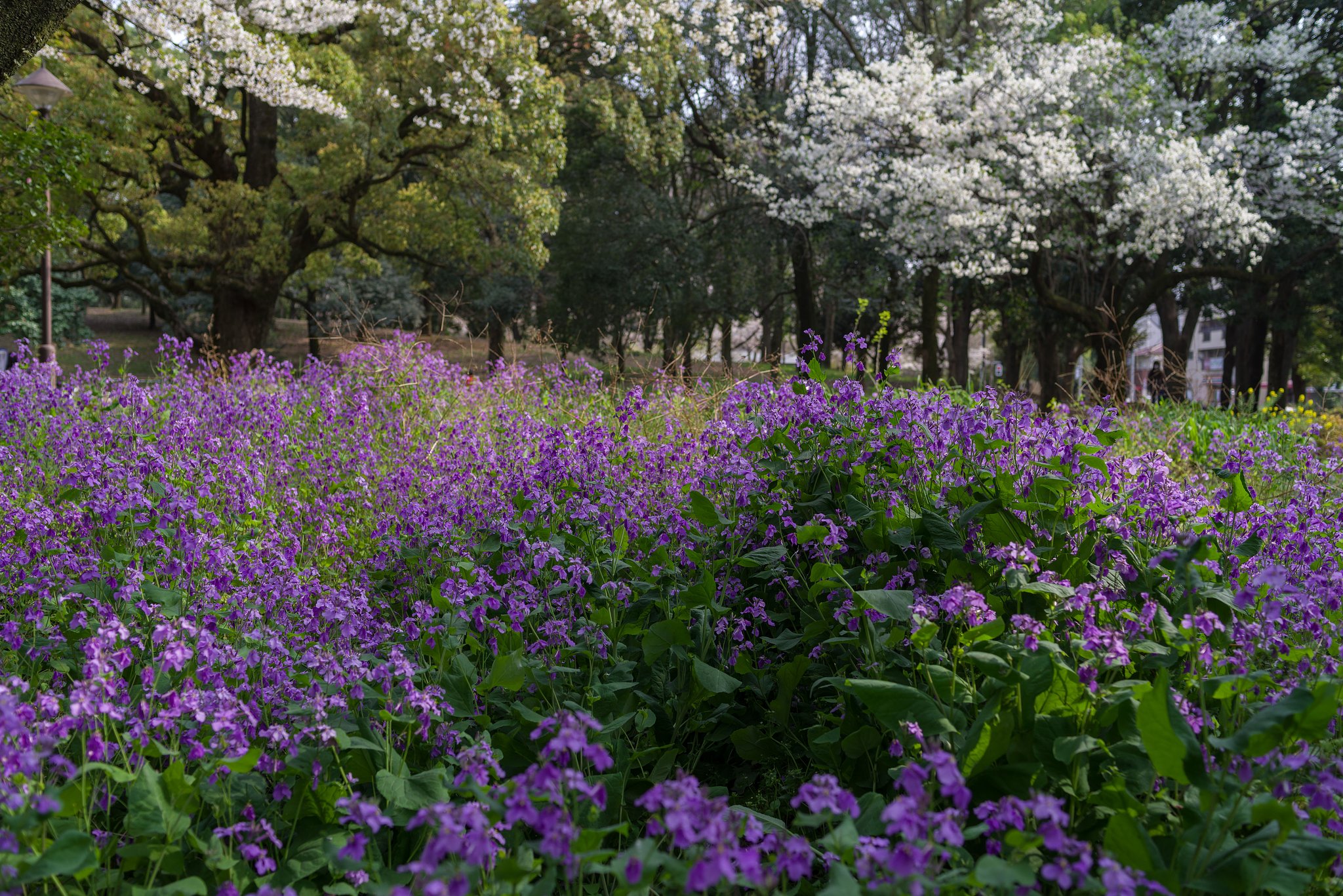 ムラサキハナナと桜