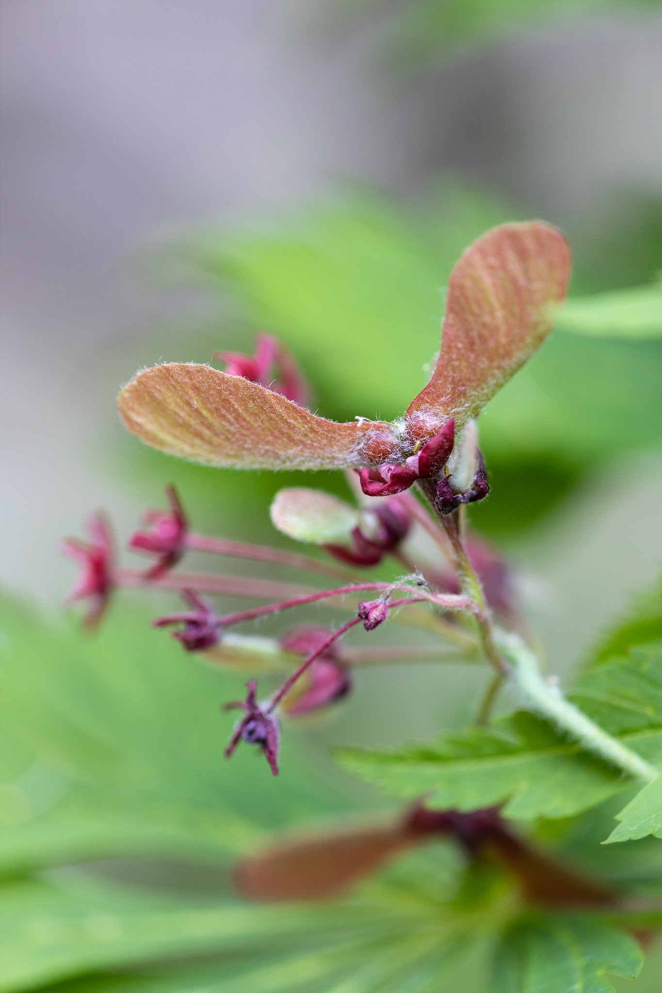 EF180mm f/3.5L Macro USM
