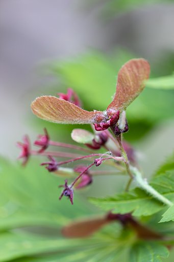 EF180mm f/3.5L Macro USM