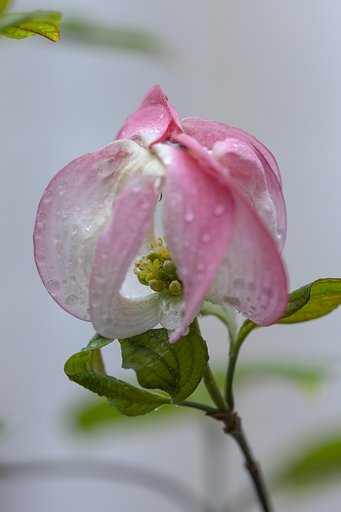 EF180mm F3.5 L Macro USM