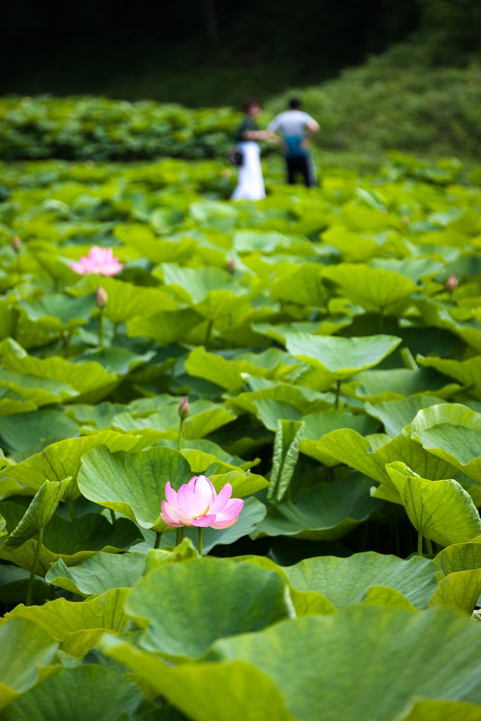 【花のある風景】一輪二輪不倫かな