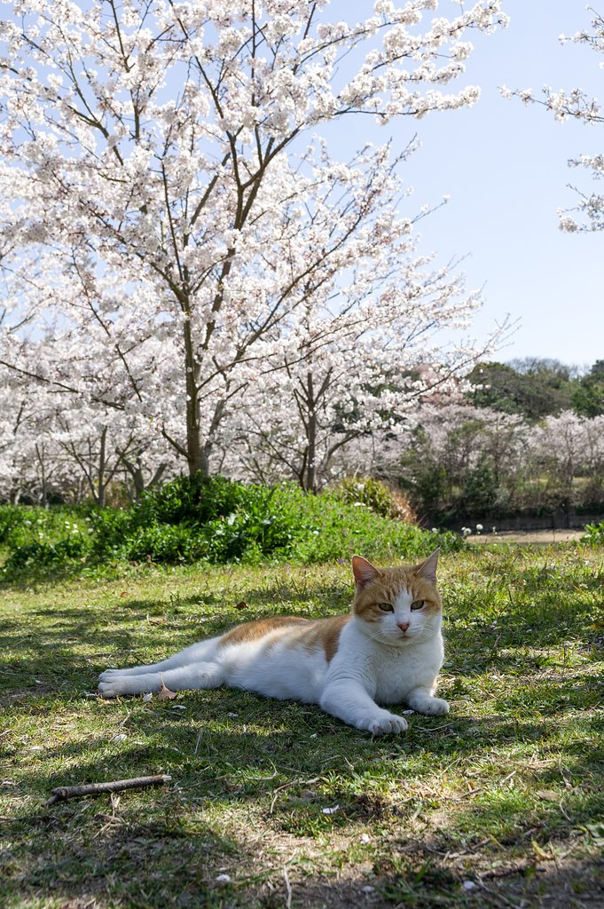 【花のある風景】場所取り