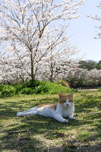 【花のある風景】場所取り