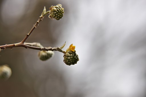 Tamron 90mm F2.8  Macro +EF25Ⅱ