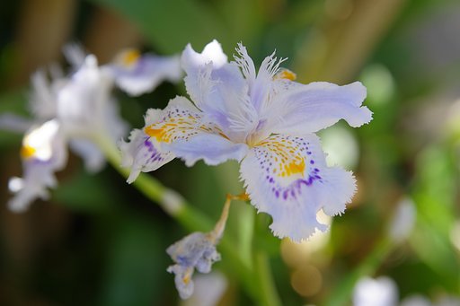春を呼ぶ野草