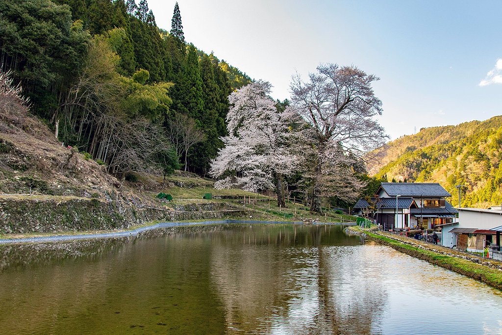 【花のある風景】苗代桜
