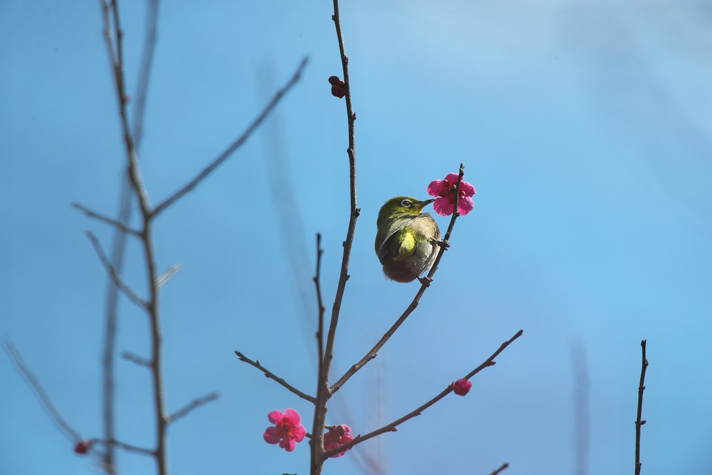 梅次郎1