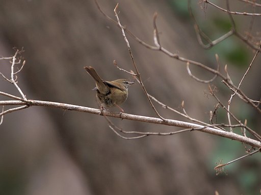 新芽に誘われて