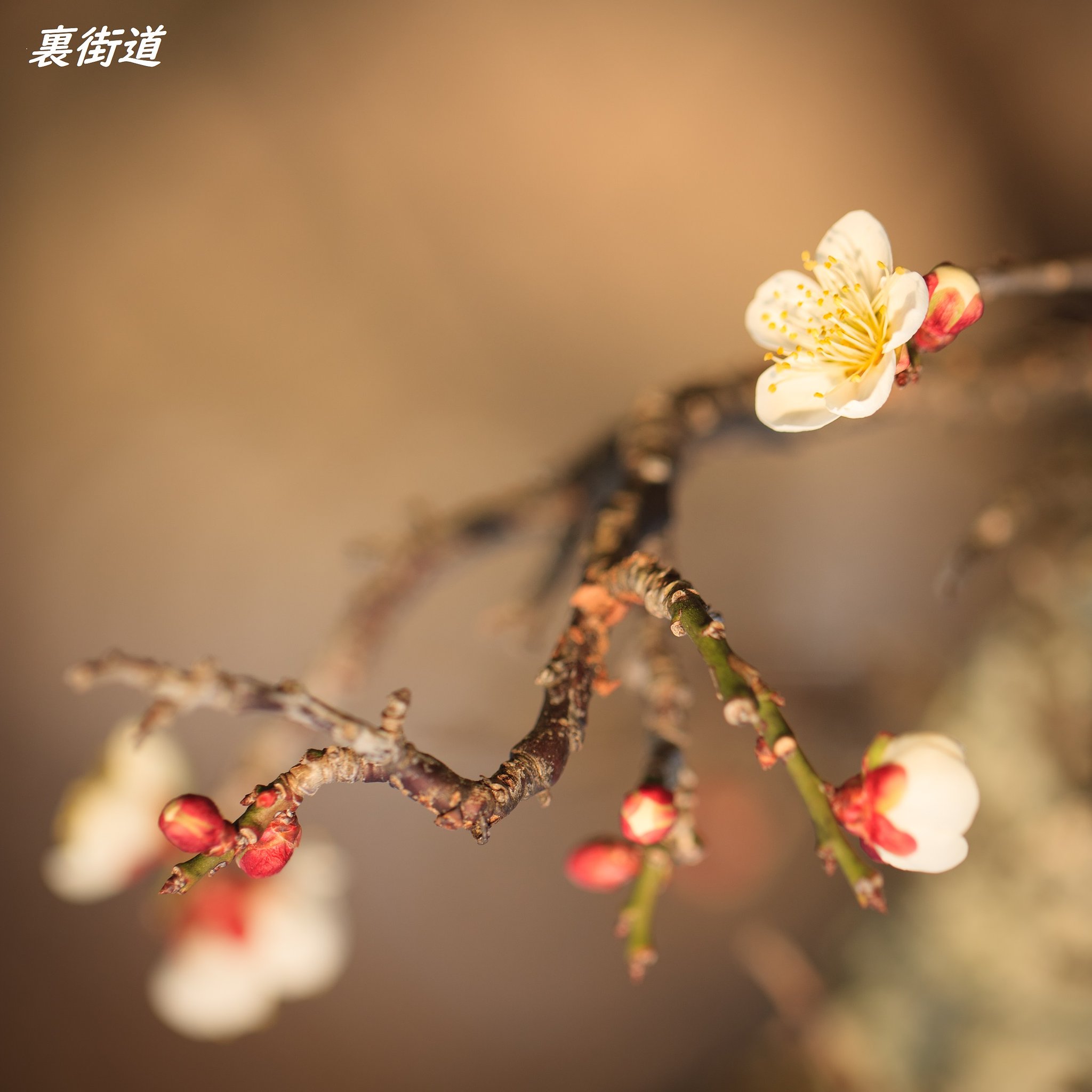 明石の白梅