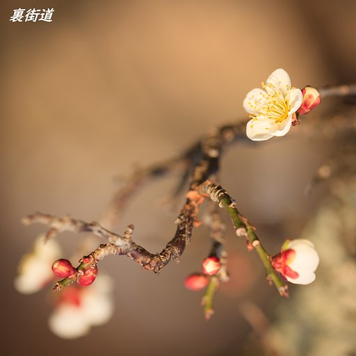 明石の白梅