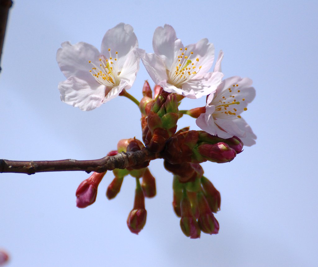 玉縄桜