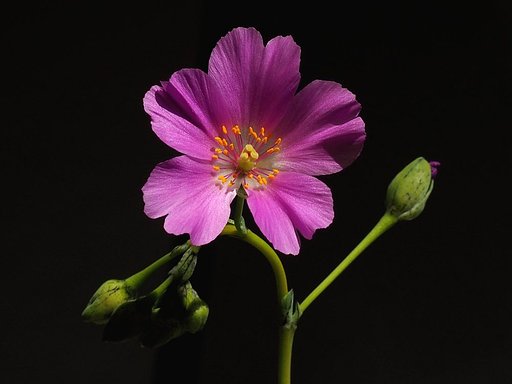 Cistanthe grandiflora