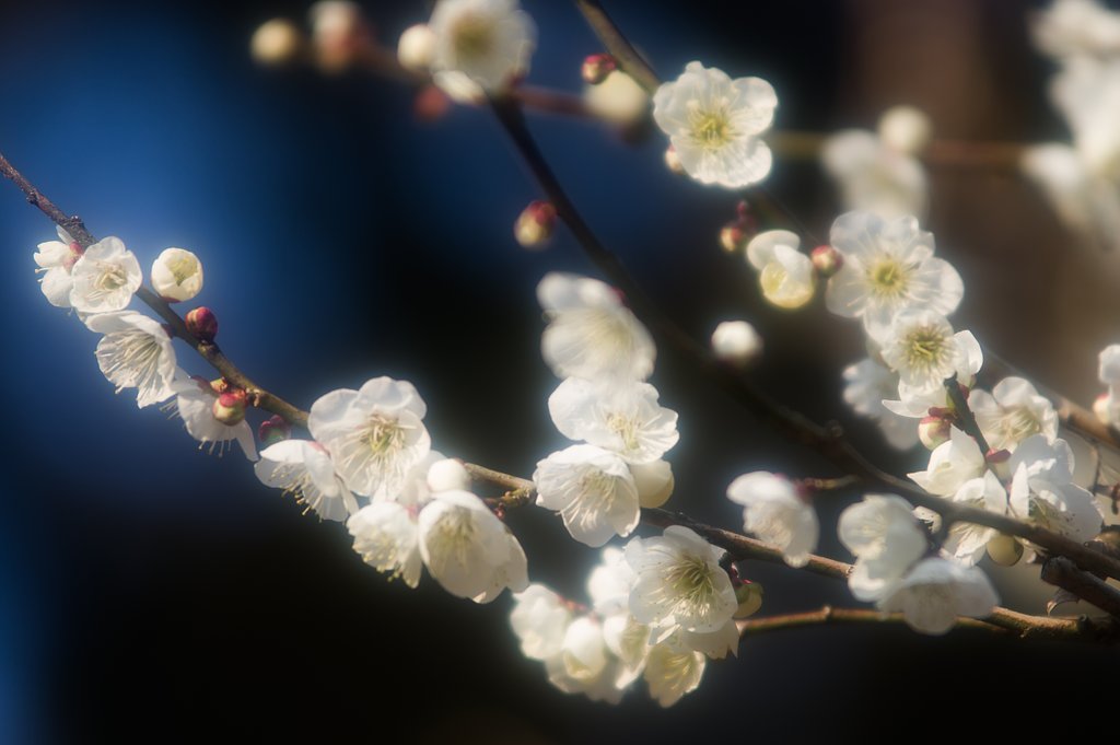春の夢_白梅