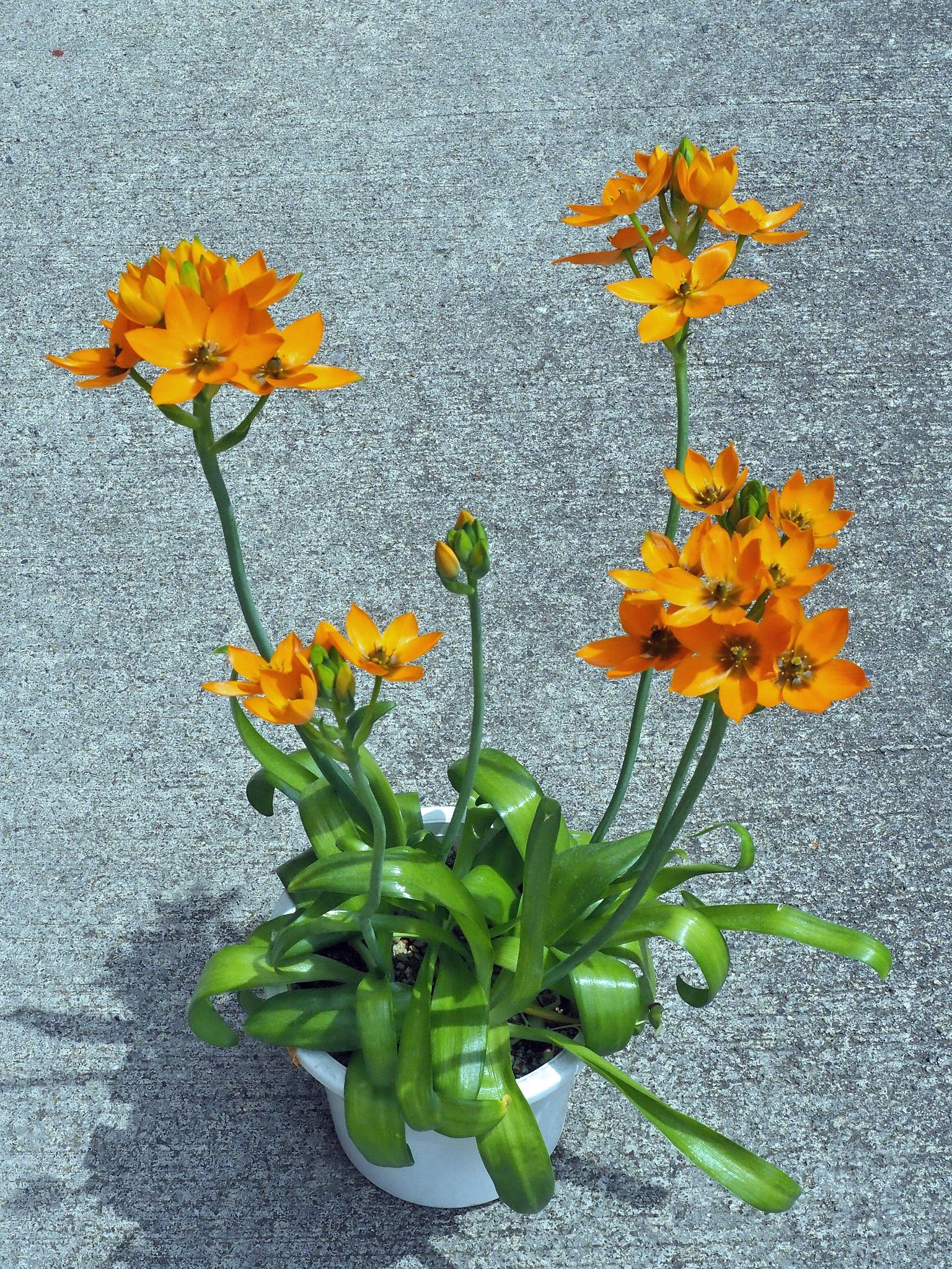 鉢花