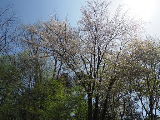 葉桜