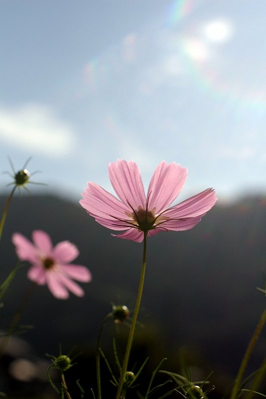 【TTM】ペンタ自慢のSMCなのに・・・・