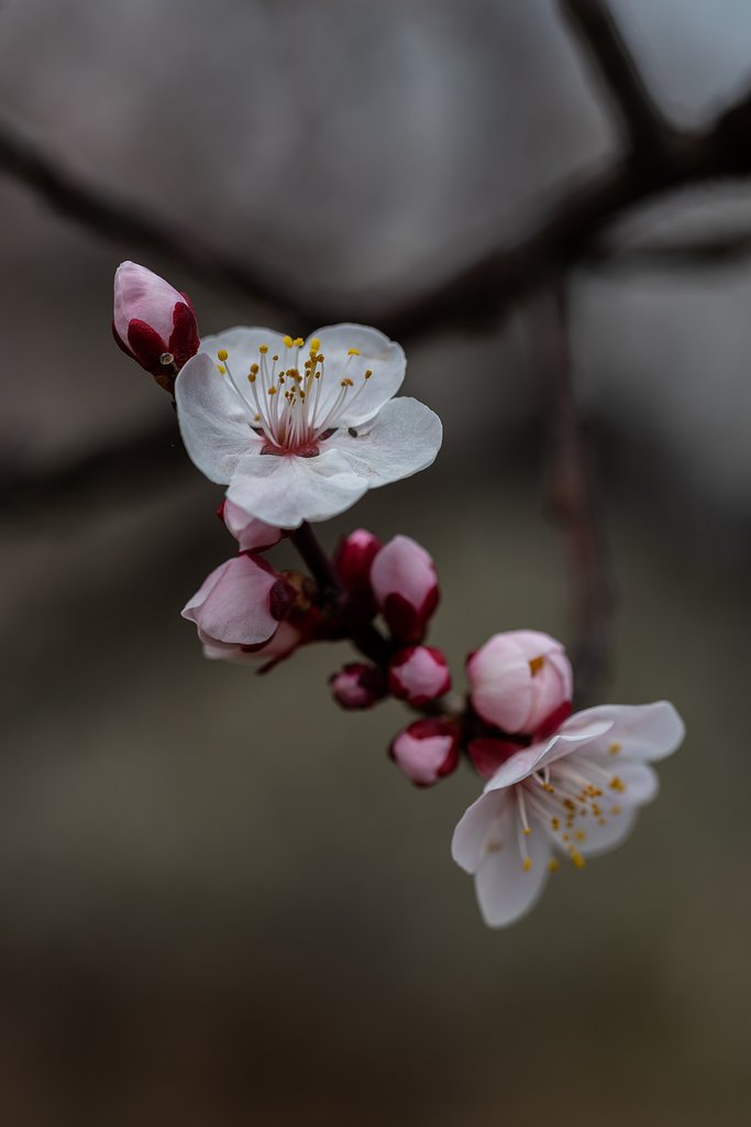 EF100mm f/2.8L Macro IS USM
