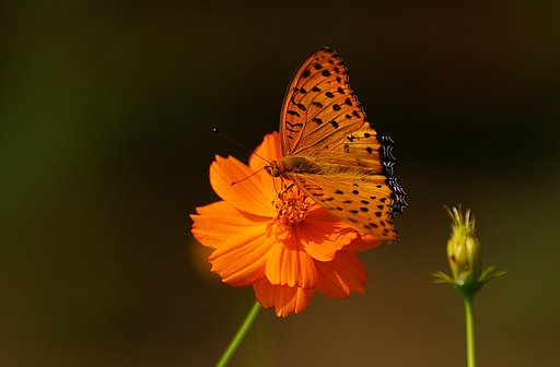 茜色の世界
