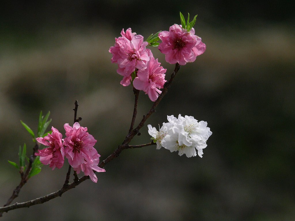 ももの花