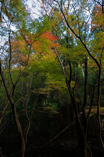 山間部にて